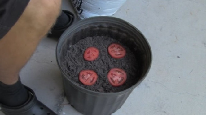 Hal Menakjubkan Terjadi Saat Taruh Potongan Tomat di Tanah