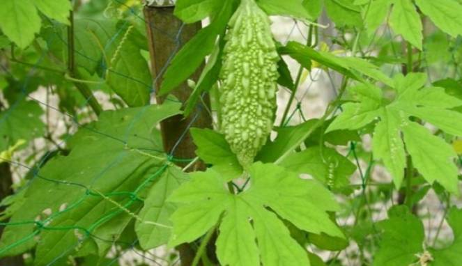 Di Balik Rasa Pahit, Daun Pare Ampuh Sembuhkan Tipes