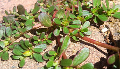 WAH.. Ternyata Krokot, Tanaman Liar yang Mampu Lindungi Anda dari Kanker