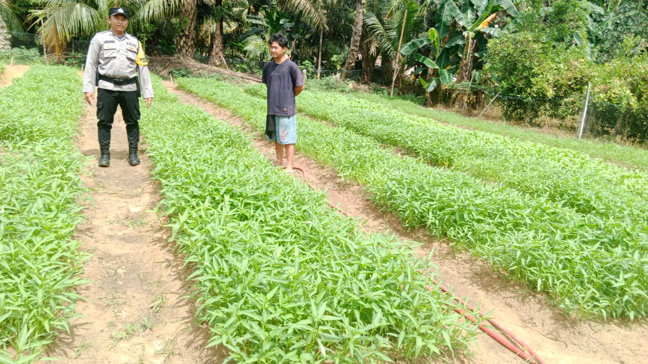 Polsek Bangko Pusako dan Petani Bina Ketahanan Pangan Dukung Program Asta Cita Presiden