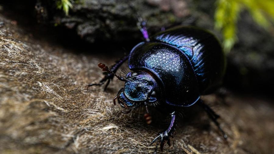 Makhluk Terkuat di Dunia Ternyata Serangga Kecil Pemakan Kotoran