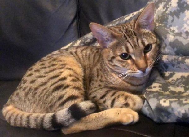 Duh! Kucing ini Sebakan Kerusakan Senilai Rp280 Juta di Rumah Pemiliknya