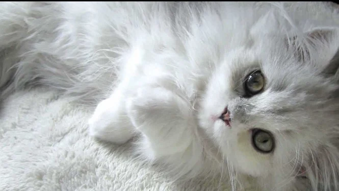 12 Penyakit Kucing Persia dan Cara Mengatasinya