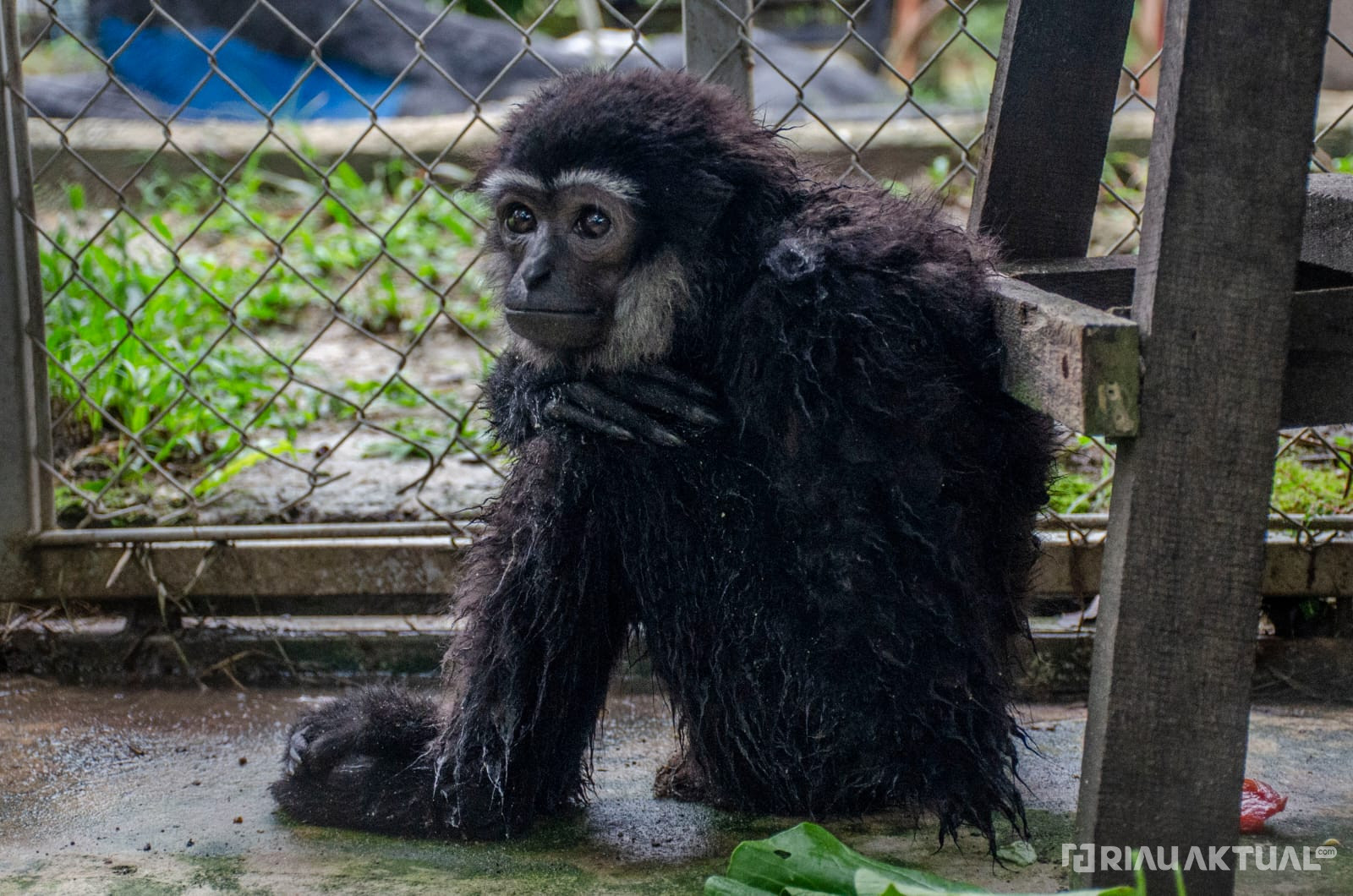 Terancam Punah, Warga Pelalawan Serahkan Primata Indonesia ke Balai BKSDA Riau