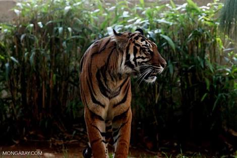 BBKSDA Riau Belum Pastikan Harimau Yang Menyerang Yusri Adalah Bonita