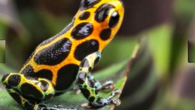 Kenali Hewan-Hewan Paling Beracun di Dunia