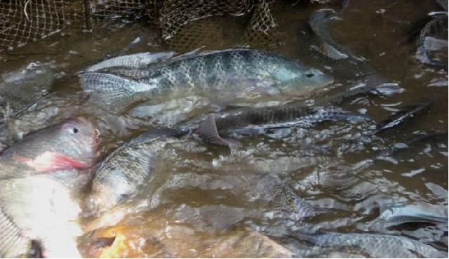 Diskanlut Rohil Bakal Kembangkan Budidaya Perikanan Laut