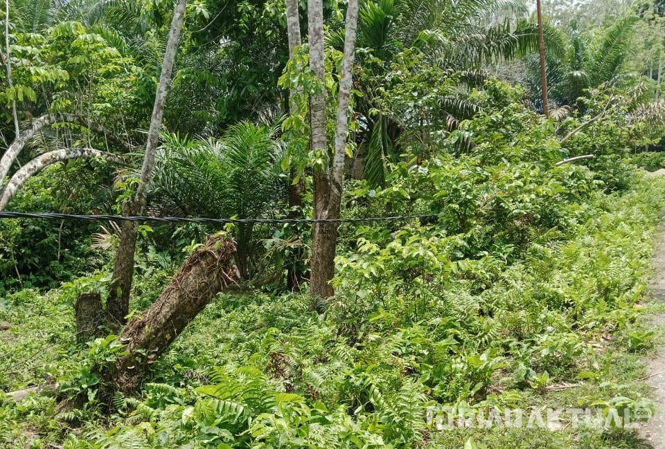 Kondisi Kabel Listrik di Desa Pulau Busuk Kuansing Membahayakan Warga