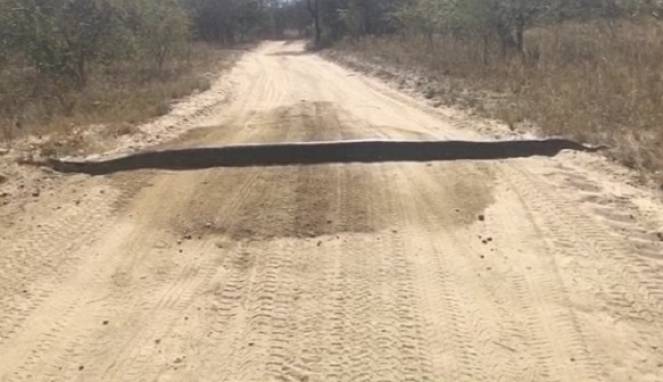 Pengendara Dibuat Kaget Saat Piton Raksasa Melintas di Jalan