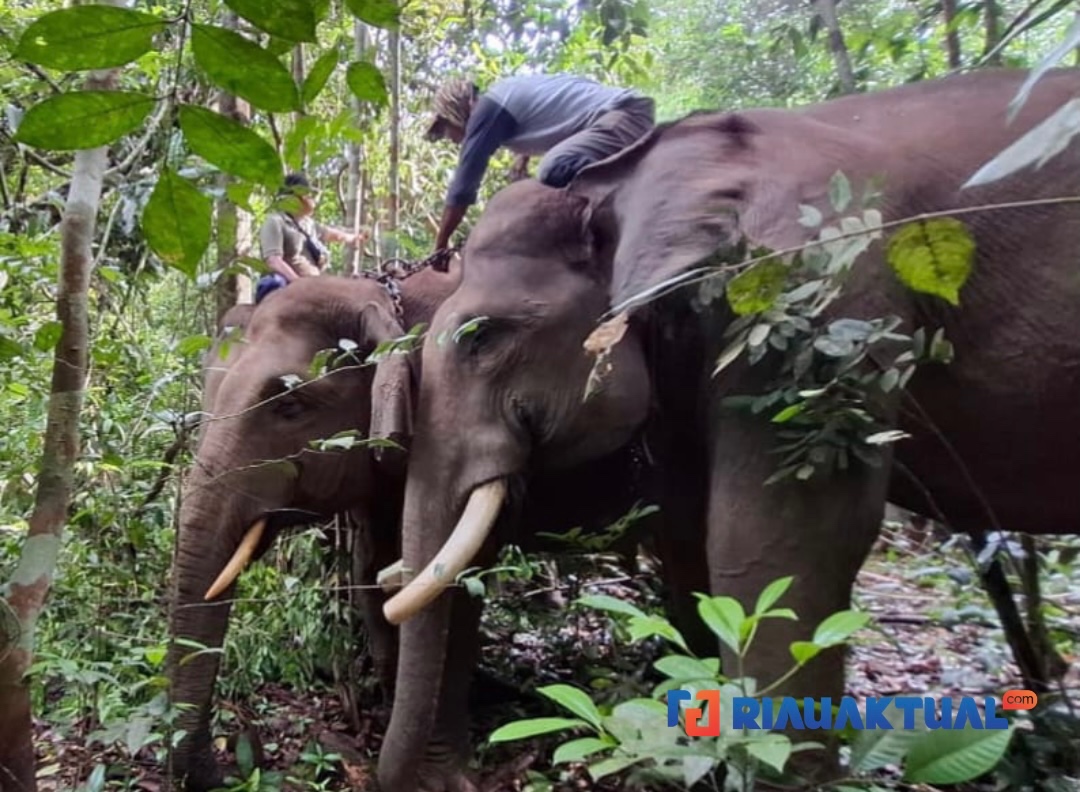 Konflik Gajah Liar di Kampar Berakhir, BBKSDA Riau Berhasil Relokasi ke Habitat Asli