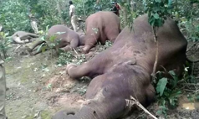 Masuk ke Perkebunan Kopi, Satu Keluarga Gajah Mati Tersetrum