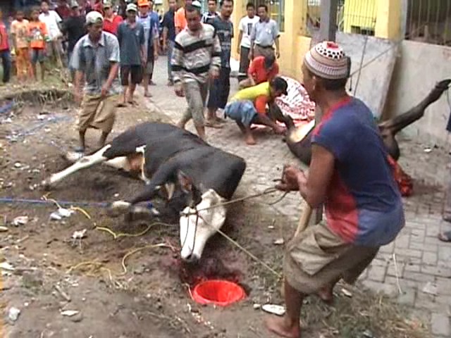 Bangka Belitung Kekurangan Tukang Jagal Halal