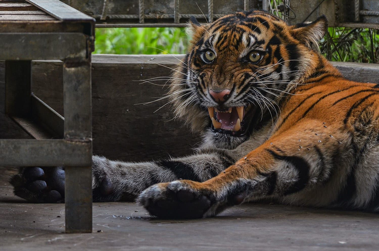 Konflik Harimau di Pelalawan, Tim BBKSDA Riau Pasang Kamera dan Perangkap