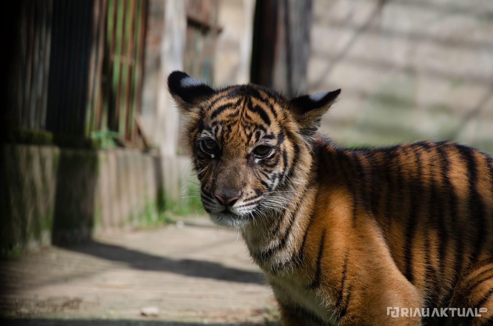 Harimau Terkam Kerbau di Kuansing, Warga Resah