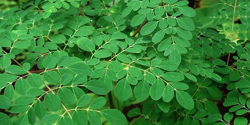 5 Jenis Daun yang Ampuh Cegah Kanker Sejak Dini