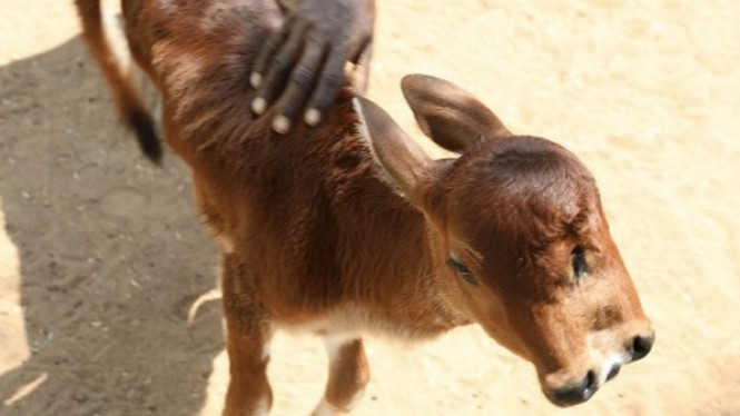 Sapi Merah Telah Lahir