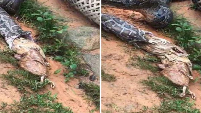 Ngeri, Piton Ini Muntahkan Kembali Lima Ekor Ayam Sekaligus