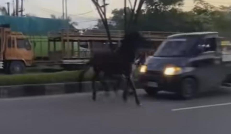 Kuda Lepas Terpental Usai Tertabrak Mobil di Jalan Tuanku Tambusai Ujung