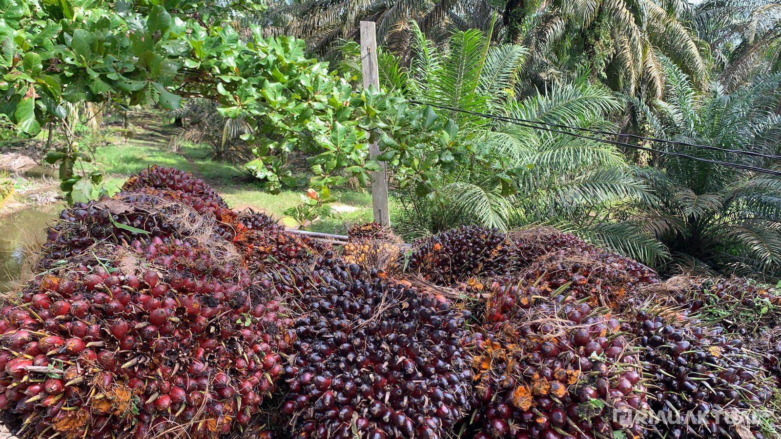 Harga TBS Sawit Pekan Ini Capai Rp2.729 per Kilogram