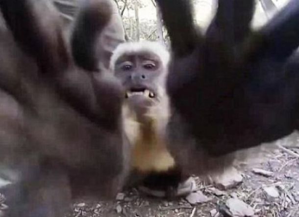 Monyet Pemabuk India Mengamuk Gara-gara Kehabisan Miras