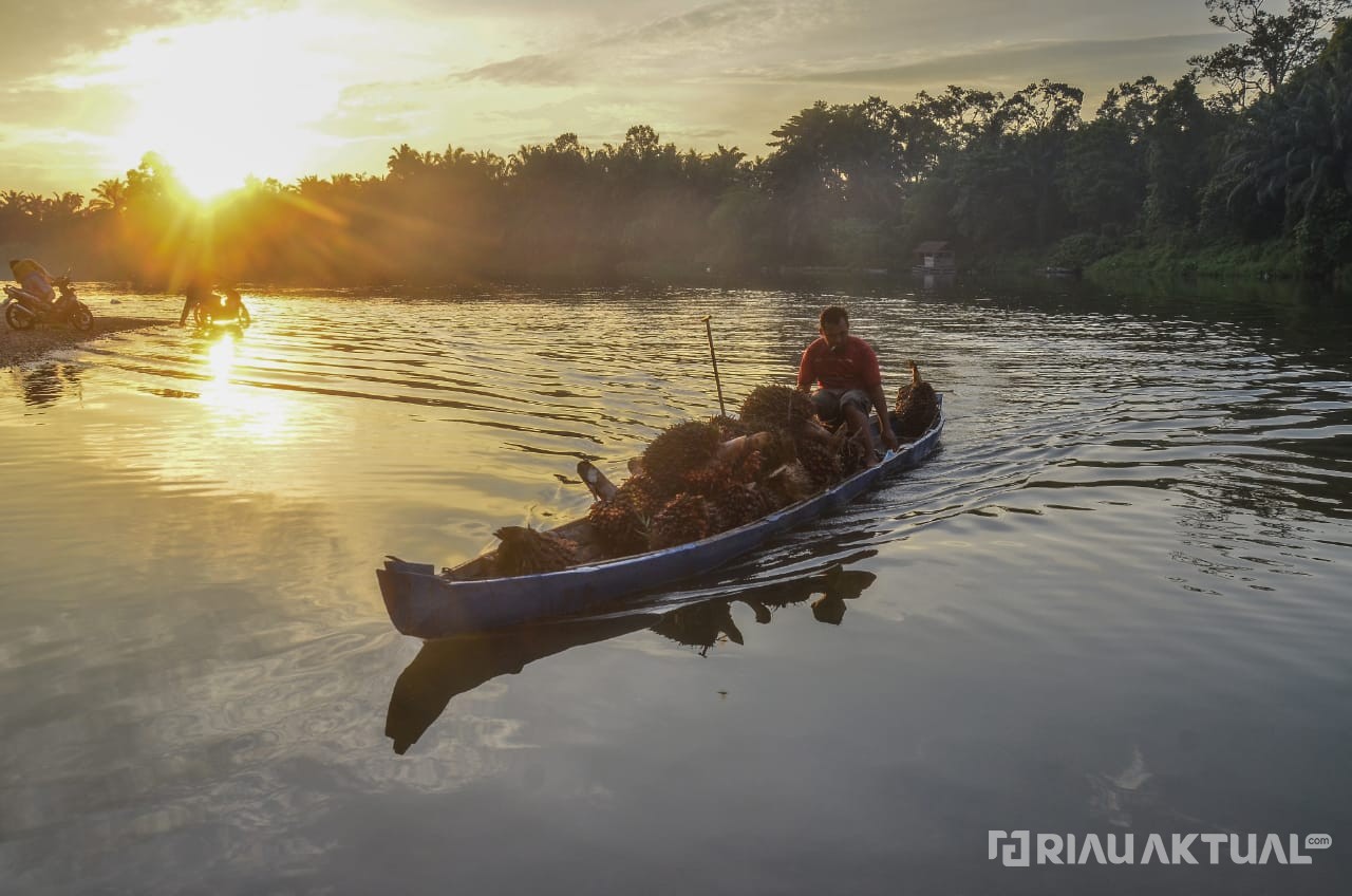 TBS Kelapa Sawit Mitra Swadaya di Riau Capai Rp3.290 per Kilogram