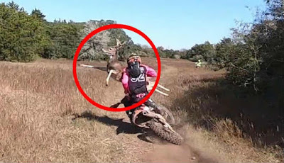 Video Pengendara Motor Trail Ditabrak Rusa dalam Kecepatan Tinggi
