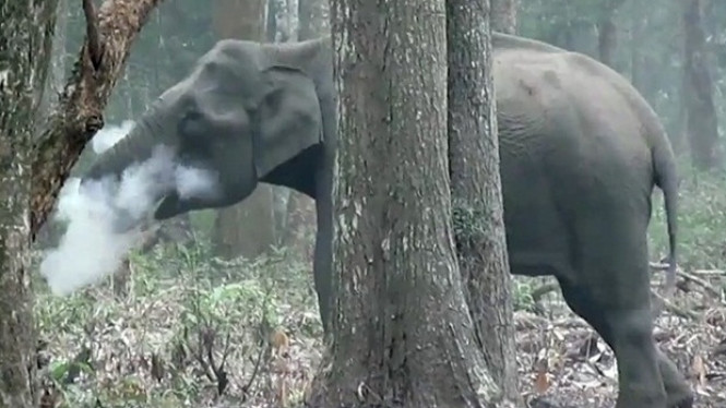 Misteri Gajah Merokok di India
