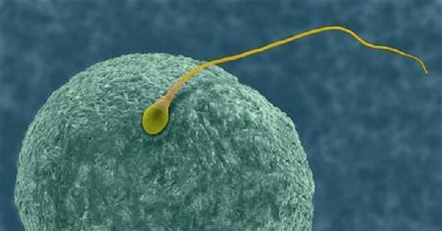 Penciptaan Manusia dari Nutfah Dijelaskan Alquran dan Sains