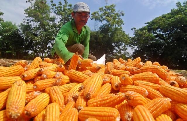 Malaysia impor jagung Indonesia 3 juta ton