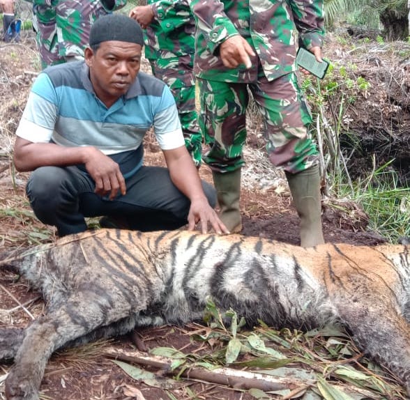 Dunia Konservasi Berduka, Kembali Harimau Sumatera Mati Terjerat Seling di Bengkalis