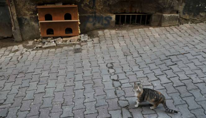 Ratusan Ribu Penduduk di Sini Masih Konsumsi Daging Kucing