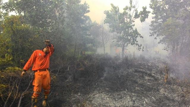 Gawat, Tiga Hektar Lahan Di Pinggir Kota Pekanbaru Terbakar