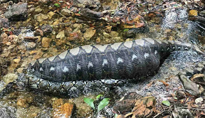 Ular Piton Perut Besar Tak Berdaya di Sungai, Ini yang Dimakannya