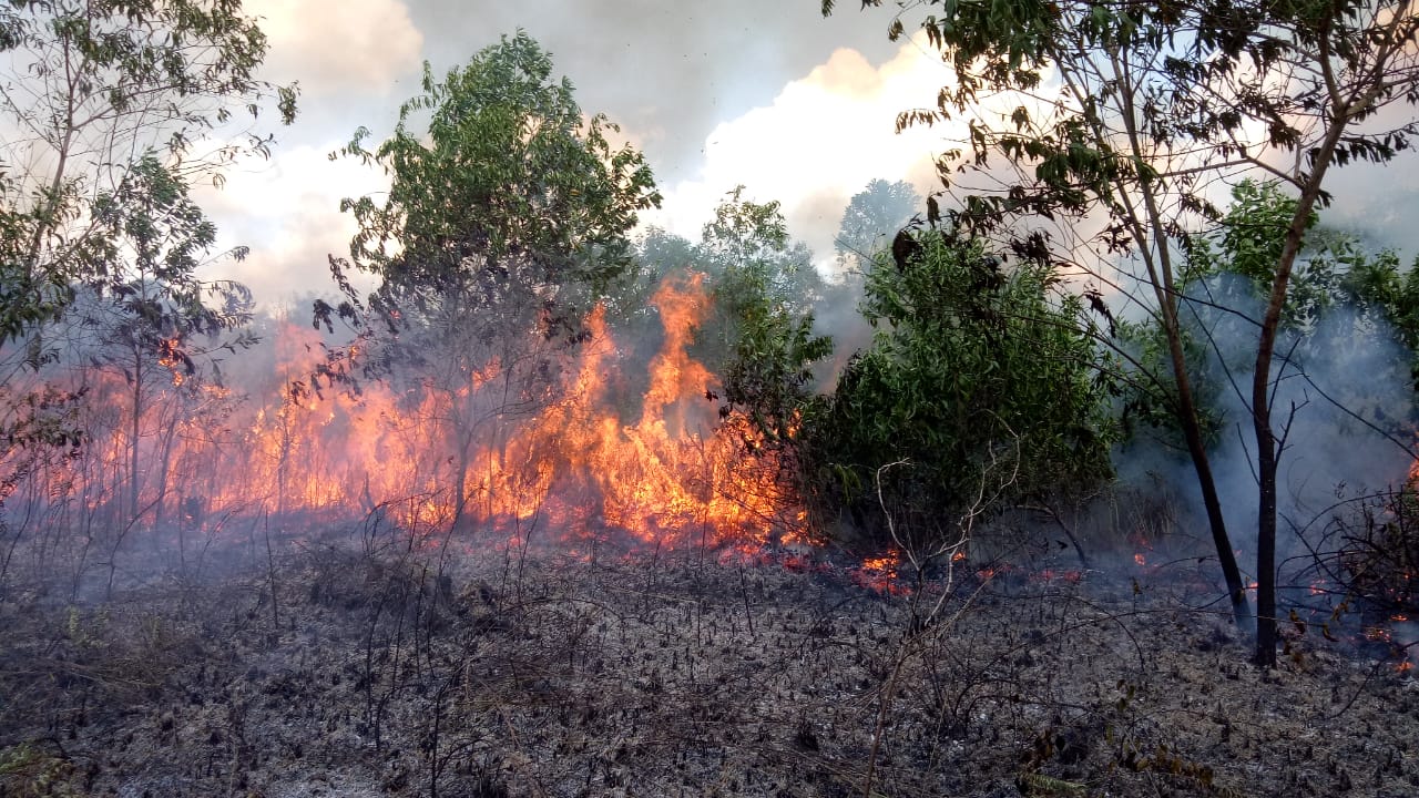 Hingga November 2022, Sebanyak 1.249,97 Hektare Lahan  di Riau Terbakar