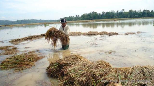 Banjir Kuansing Akibatkan 275,5 Hektar Sawah Gagal Panen