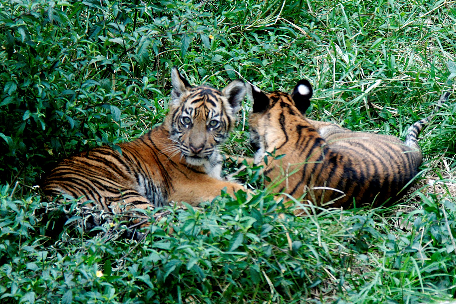 Warga Kampar Dihebohkan Video Kemunculan Dua Anak Harimau, BKSDA