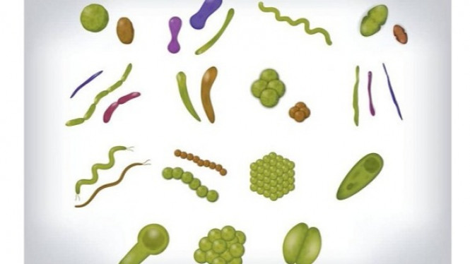 Keluarkan Parasit Berbahaya di Usus dengan Cara Makanan Ini