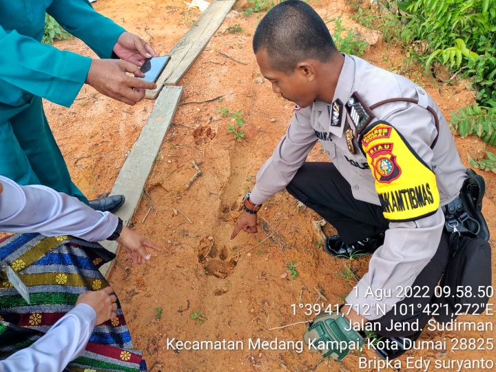 Warga Dumai di Riau Temukan Jejak Harimau di Tengah Pemukiman