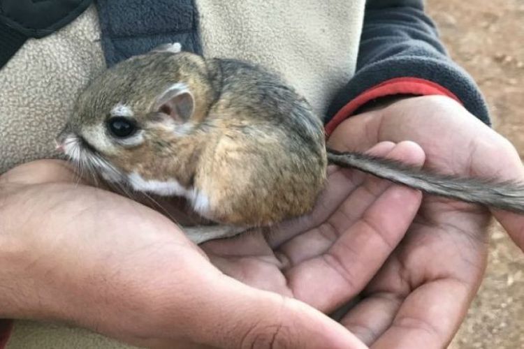 Sempat Dikira Punah, Tikus Kanguru ini Ternyata Masih Hidup