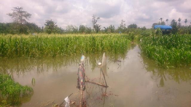 Puluhan Hektar Tanaman Palawija Warga di Inhu Terendam Banjir