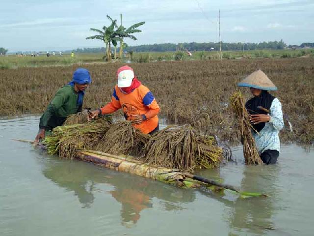 Takut Banjir, Petani di Kuansing Ogah Tanam Padi