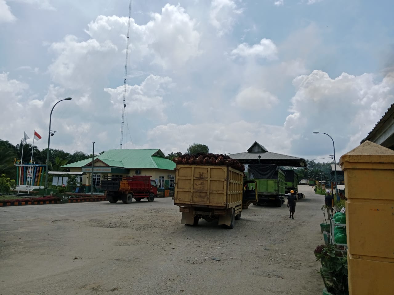 PT GSL Kembali Terima Buah Ilegal dari Kawasan TNTN Toro, Bupati Kuansing Minta Proses Hukum