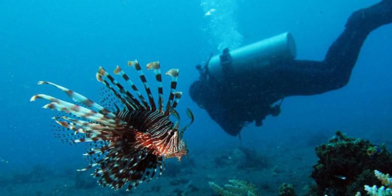 Turis Asal Swedia Hilang Saat Menyelam di Perairan Komodo