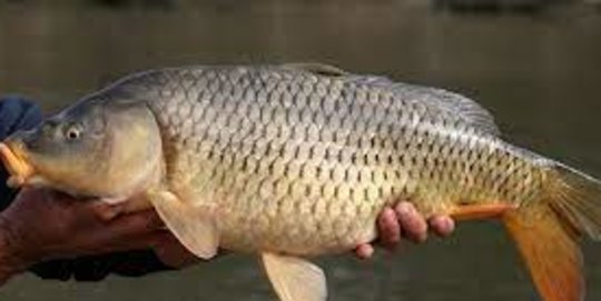 Ikan Mas Menu Favorit di Indonesia, Namun di Australia Jadi Hama Berbahaya