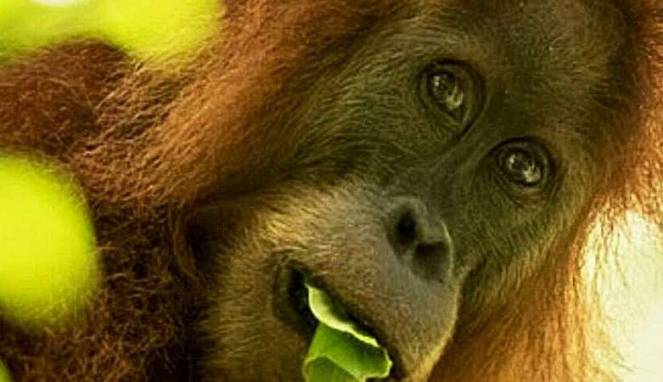Dunia Geger, Ada Orangutan Jenis Baru Ditemukan di Pulau Sumatera