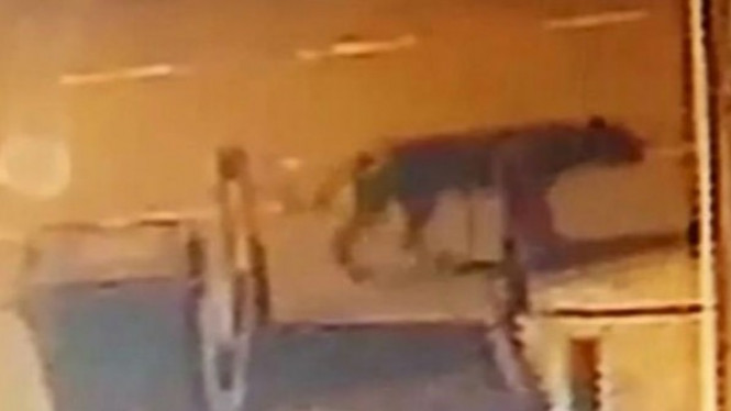 Misteri Kucing Besar yang Berjalan Melewati Tempat Sampah