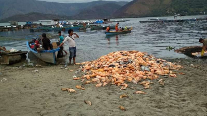 Wah.. Jutaan Ikan di Danau Toba Mati Mendadak