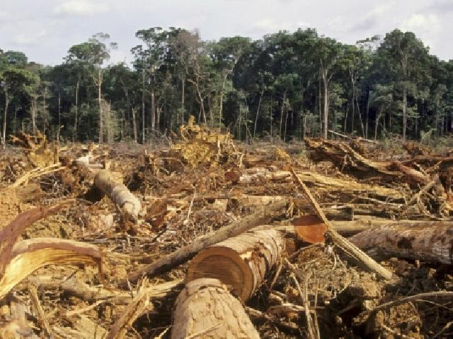 Kadishut Sebut RTRW Riau Terkendala Surat Menteri LHK