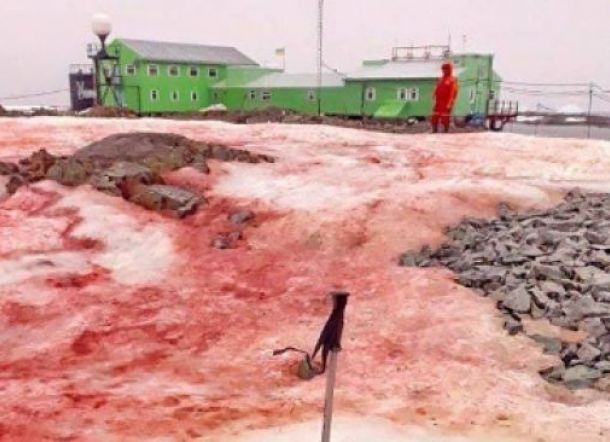 Ada Fakta Mengerikan di Balik Terjadinya Salju Merah Antarktika