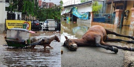 Terobos Banjir Selamatkan Warga, Seekor Kuda di Tangerang Mati Kelelahan